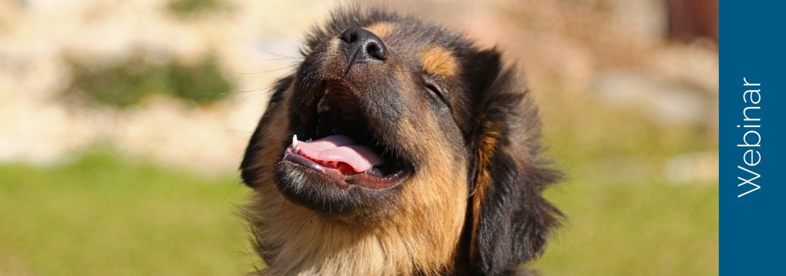 Was braucht (m)ein Hund zum Glücklichsein (Webinar)